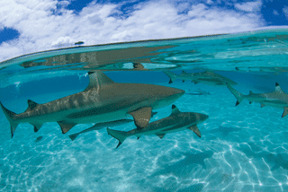 Onde mergulhar com tubarões? Veja 5 destinos imperdíveis